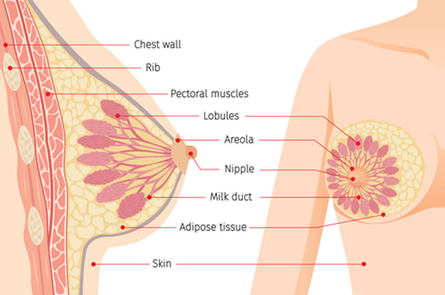 Anatomie prsou u ženského těla